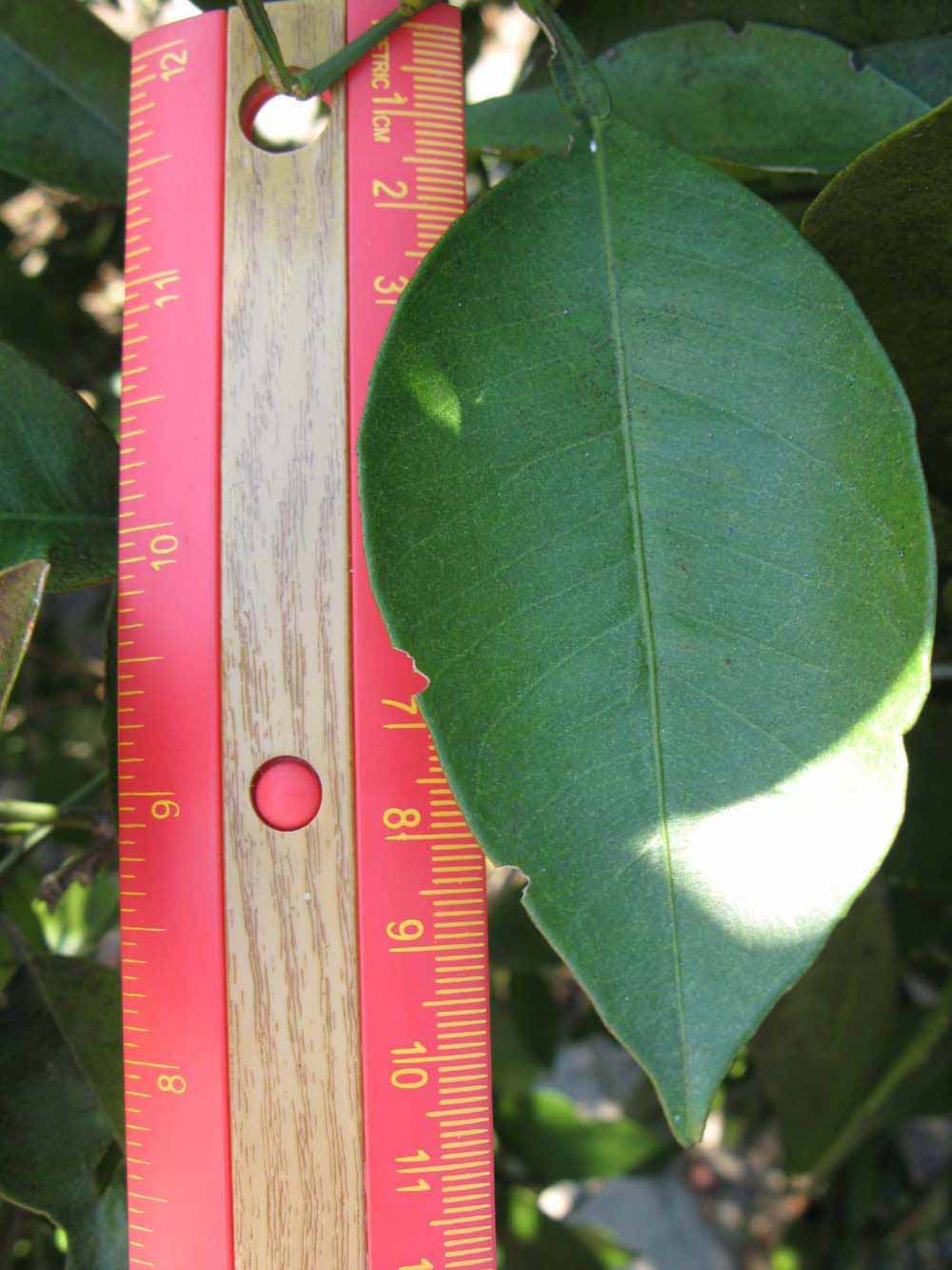              Unifoliolate leaf (Winter Haven, FL)       